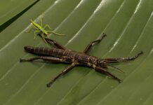 San Diego Zoo Wildlife Alliance working to conserve critically endangered Lord Howe Island stick insect