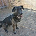 Concerned Anza couple offers reward for neighbor’s missing dog