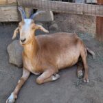 Goat crisis spurs search
