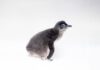 New Year, New Baby: First Little Blue Penguin hatches at Birch Aquarium