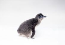New Year, New Baby: First Little Blue Penguin hatches at Birch Aquarium