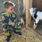 Newborn lambs and kids bound into 2024