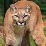 RCA scores expansion of area lands for multispecies habitat protection in 2023