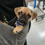 Support 4 Paws to host free pet immunization clinic March 16