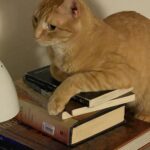 Anza Valley Library hosts book and DVD Sale