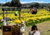 Daffodil Days begin at Julian Farm and Orchard