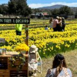 Daffodil Days begin at Julian Farm and Orchard