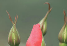 Rose Care FUNdamentals, April 2024