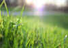 Synthetic turf fields, forever chemicals and the safer alternative: Organic grass Grass