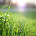 Synthetic turf fields, forever chemicals and the safer alternative: Organic grass Grass