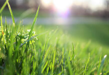 Synthetic turf fields, forever chemicals and the safer alternative: Organic grass Grass