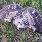 Great horned owlets try out their wings in LRE