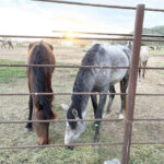 Animal Services officials seek the help of public, rescue groups to adopt neglected animals