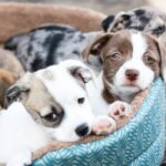 Animal Friends of the Valleys partners with Bissell Pet Foundation to reduce adoption fees