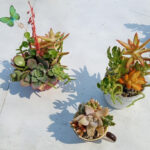 County Waste Department offers DIY Teacup Succulent Reuse Workshop this Saturday
