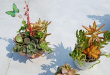 County Waste Department offers DIY Teacup Succulent Reuse Workshop this Saturday