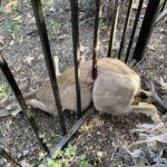 Mountain Center residents rescue deer