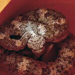 Avoid conflicts with rattlesnakes this summer