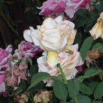 Rose Care FUNdamentals June, 2024