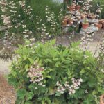 Going native in your garden, Part 1 of 3