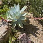 Going native in your garden, Part 2