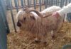 Woolly & Knot Farm goat wins grand champion at San Diego County Fair