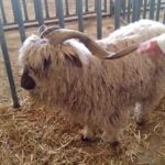 Woolly & Knot Farm goat wins grand champion at San Diego County Fair