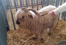 Woolly & Knot Farm goat wins grand champion at San Diego County Fair