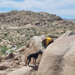 Another emotional reunion at the Coachella Valley Animal Campus: Rescued dog at Joshua Tree National Park reunites with pet owner