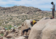 Another emotional reunion at the Coachella Valley Animal Campus: Rescued dog at Joshua Tree National Park reunites with pet owner