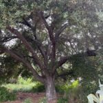 Going native in your garden, Part 3