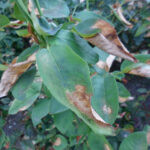 Rose Care FUNdamentals for July 2024