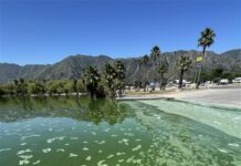 Residents, visitors warned to stay out of Lake Elsinore due to toxic blue-green algae blooms