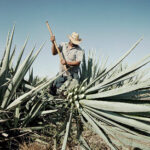 Temecula Valley Museum opens new exhibit: Aliento a Tequila