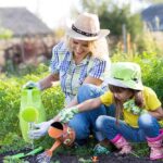 Heat wave gardening: What your plants need to survive in extreme temperatures