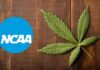 NCAA lifts ban on cannabis use for athletes in championships