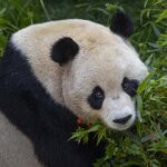 First photos of giant panda pair settling in at San Diego Zoo