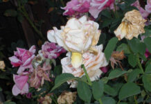 Rose Care FUNdamentals for August 2024