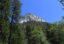 New conservation strategy released to protect montane forests in Southern California
