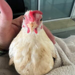 Officers seize over 100 animals from Aguanga property