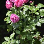 Rose Care FUNdamentals for September 2024