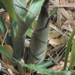 Feeding the pandas at the San Diego Zoo