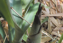 Feeding the pandas at the San Diego Zoo