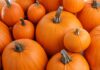 4th annual pumpkin drive to benefit sanctuary animals hosted by Temecula Mama