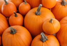 4th annual pumpkin drive to benefit sanctuary animals hosted by Temecula Mama