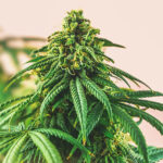 California Department of Tax and Fee Administration reports $263.1 million in cannabis tax revenue for second quarter of 2024