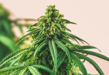 High state, county and city cannabis taxes and fees pushing some dispensaries out of business