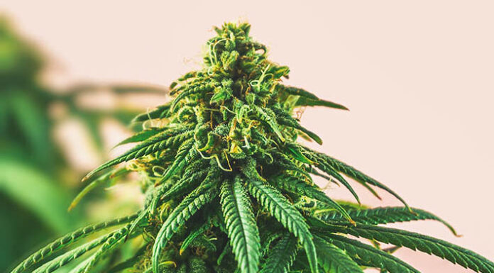 Study: Adolescent cannabis use linked to doubling risk of psychotic and bipolar disorders