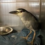 Officer takes plunge to untangle bird wrapped in fishing line
