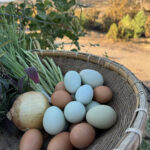 Honeyheart Farms to present basket weaving workshops
